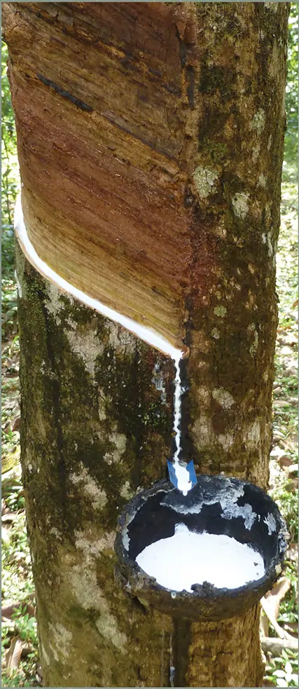 Anaheim latex tapped from rubber trees to create the highest quality latex foam beds